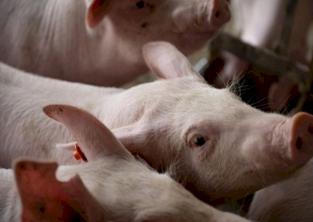 Novo status sanitário amplia credibilidade da suinocultura de MS e impulsiona abates e exportações
