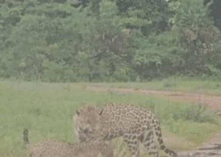 Casal de on&ccedil;as-pintadas brinca no Pantanal e levanta suspeita de uso de IA
