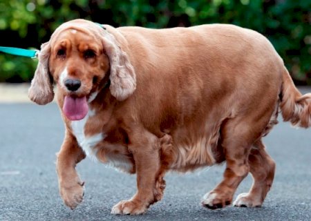 Ozempet? caneta emagrecedora para animais pode virar realidade