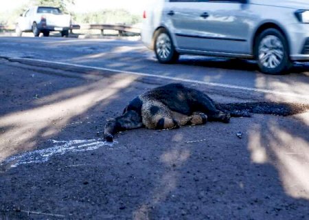 Ibama denuncia sepultamento de animais mortos &agrave;s margens das rodovias de MS