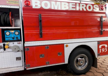 Abelhas matam cachorro e atacam família na Linha do Iguaçu, em Fátima do Sul