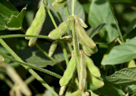 Chuvas irregulares geram incertezas em produtores de soja em Mato Grosso do Sul