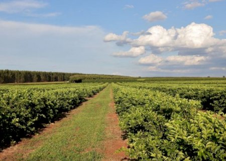 Citricultura injeta R$ 2,4 bilhões e diversifica base produtiva em MS