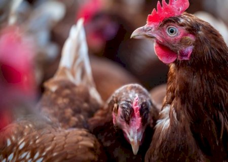 Brasil exporta volume recorde de carnes de frango e suína em janeiro