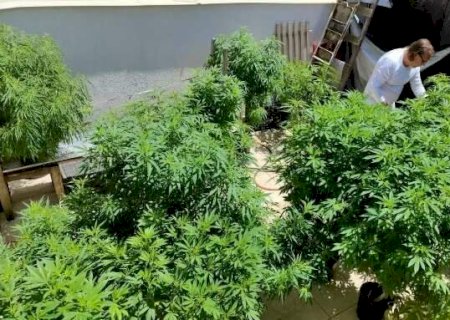 Publicada novas regras para plantio de cannabis medicinal no Brasil
