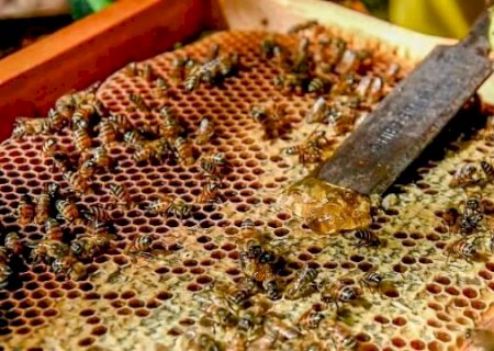 Produtores de MS ter&atilde;o abatimento em financiamentos ap&oacute;s queda de pre&ccedil;os
