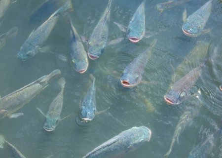 Calor intenso desafia produção de tilápia e liga alerta para desafios sanitários