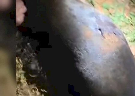 Cachorro é morto a facadas ao atacar homem em Jardim