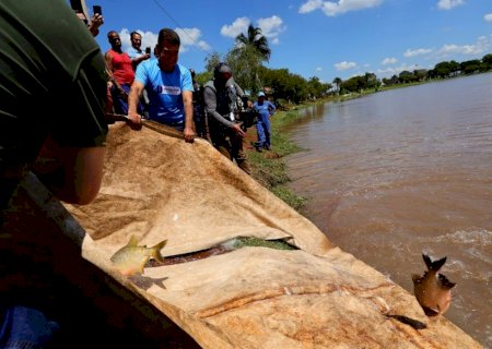 Dourados - Prefeitura solta 3t de peixes para 2ª Festa da Páscoa no Antenor Martins
