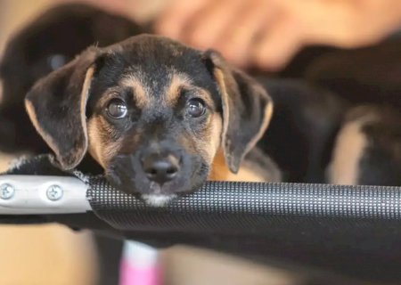 Mapa abre consulta pública sobre genéricos e similares veterinários