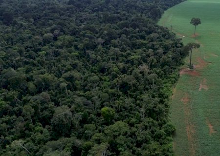 Brasil reduz em 42% perdas florestais em 2025, aponta estudo