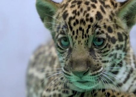 Onça-pintada nascida no BioParque Vale Amazônia ganha o nome de Xingu
