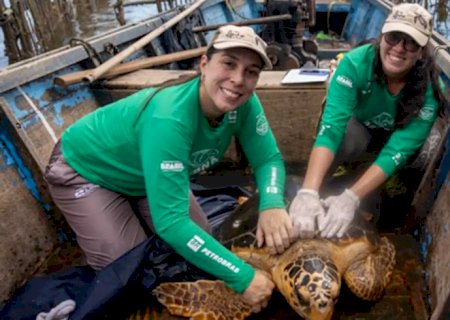 Tartarugas-cabeçudas reaparecem na Baía de Guanabara