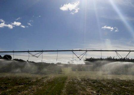 Ameaça sobre espécies dependentes do solo é desconhecida, diz estudo