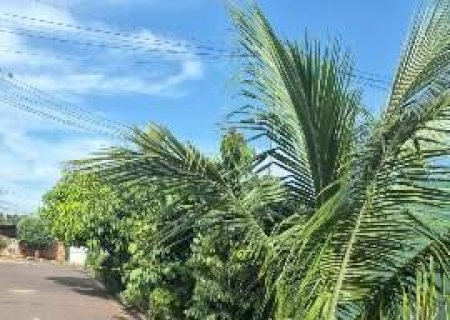 Neto d&aacute; 5 facadas no av&ocirc; de 71 anos e &eacute; preso por tentativa de homic&iacute;dio