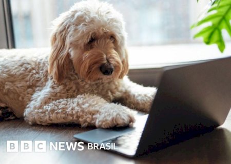 Estamos perto de entender o que os animais querem dizer para nós?