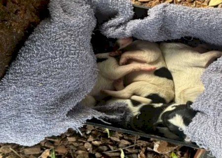 Idosa mata filhote de cachorro recém-nascido em Maracaju