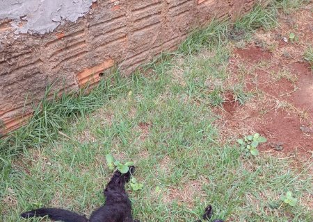 Crueldade em Rio Brilhante: gatos são mortos por envenenamento e caso vai parar na polícia (Fotos)