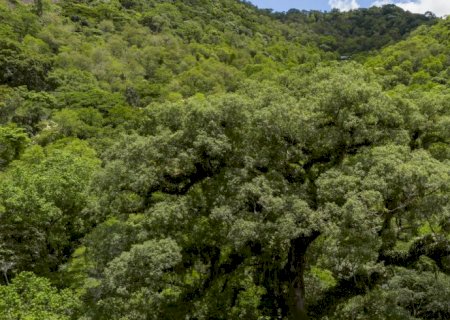 Desmatamento da Mata Atlântica tem queda de 28% em um ano