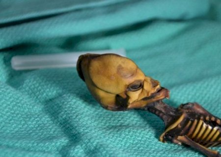 Esqueleto de “alien' é achado em deserto e revela fato curioso