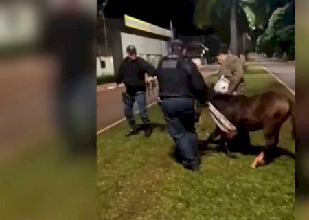 Ataque de cães deixa potra ferida durante madrugada em Itaporã (vídeo)
