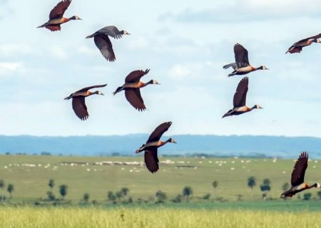 Pesquisadores querem criar índice para “traduzir' estresse ambiental