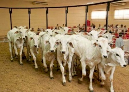 Leilões de gado serão destaques na 60ª Expoagro