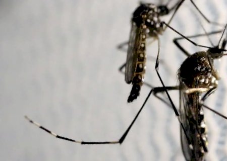 Estado de SP confirma mais duas mortes por febre amarela
