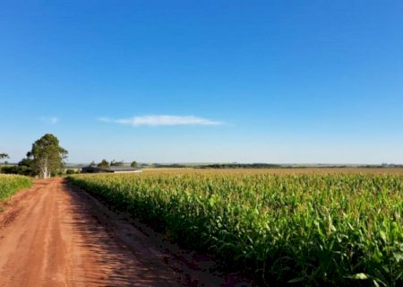 Milho d&aacute; preju&iacute;zo em safra &uacute;nica e custo passa de R$ 4,8 mil por hectare