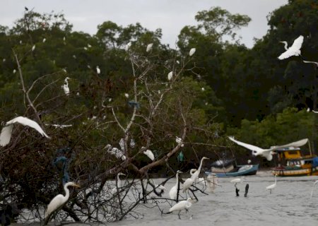 Amazônia Soberana: programa vai combater crimes em áreas de fronteira