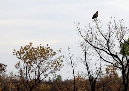 Novas tecnologias ajudam brigadistas a proteger o Cerrado de incêndios