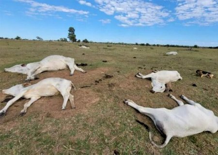 Queda na temperatura j&aacute; matou 74 bovinos em propriedades rurais do MS