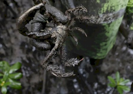 Pesquisadores identificam presença de mercúrio e chumbo em caranguejos