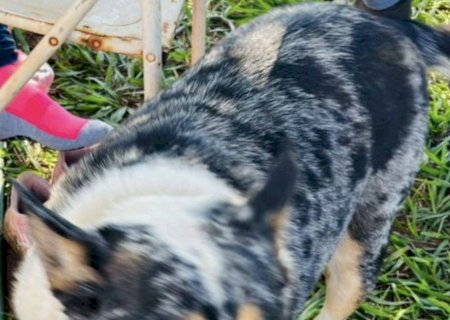 Itaporã - Ajude a encontrar Thor: cachorro desaparece no bairro Lagoa