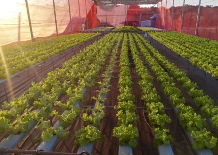 Agricultores de MS geram renda e perdem o medo da tecnologia com apoio da Fundect