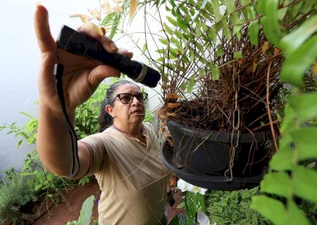 Prevenção mora em casa: eliminar criadouros é a medida mais eficaz contra o Aedes aegypti