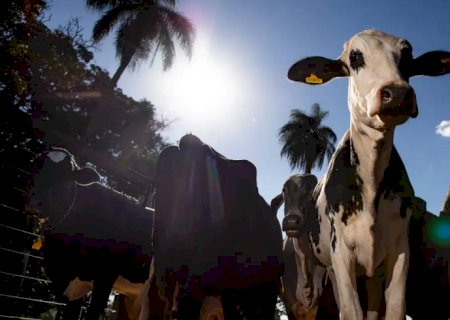 União Europeia oficializa veto à carne brasileira a partir de setembro