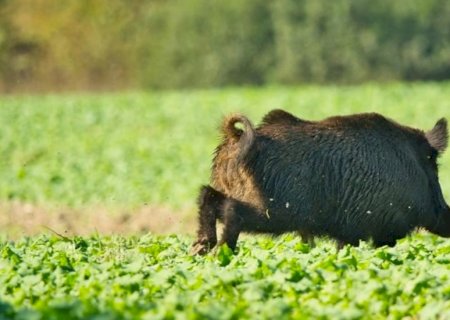 MS aposta em tecnologia para acompanhar e combater javalis no campo