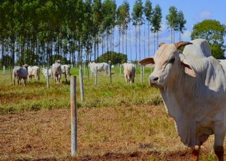 Arroba do boi gordo recua no Brasil com desaceleração das compras da China