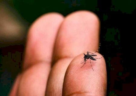 Mosquito da dengue segue ameaçando: Itaporã está entre cidades sob monitoramento