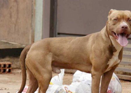 Pitbull invade casa e ataca idosa de 75 anos no MS; tutor foi preso
