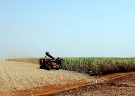 Por que um El Niño intenso deixa safras tropicais vulneráveis