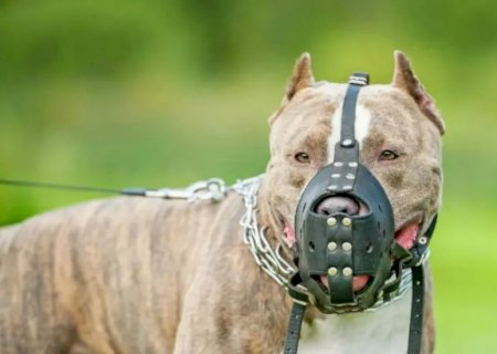 Lei torna obrigatório uso de focinheira e guia curta para cães de grande porte em locais públicos de Sidrolândia