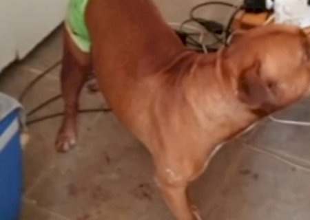 Pitbull salva idoso agredido pelo próprio filho no interior de SP