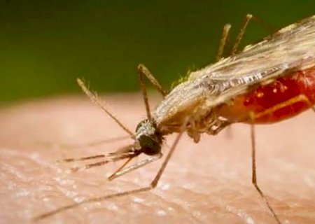 Cientistas da Fiocruz podem produzir vacina completa contra a malária