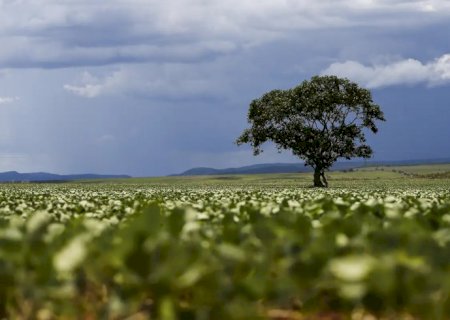 Crédito rural financiou R$ 92,4 bi em áreas com alertas ambientais