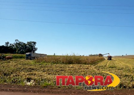 Colheita do milho safrinha já começou em Itaporã e movimenta o campo com expectativa de boa produção