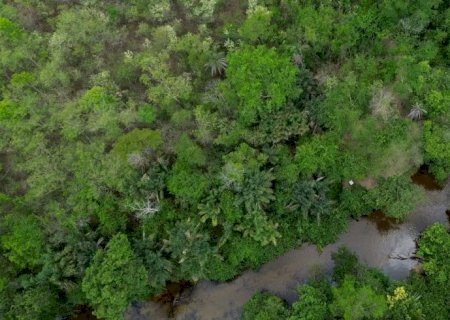 Projeto busca restaurar 600 mil hectares de vegetação nativa no Brasil