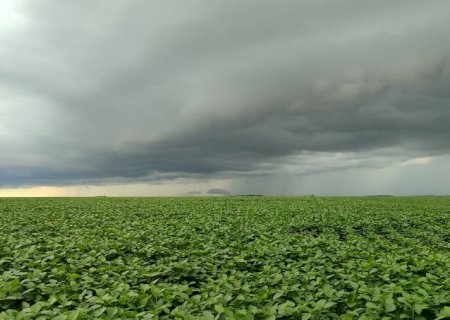 Vazio sanitário da soja segue até 15 de setembro em Mato Grosso do Sul
