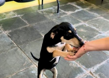 Itaporã: cachorrinha encontrada aguarda tutor